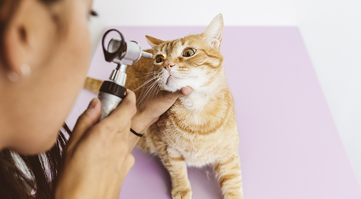 Preventative wellness cat care