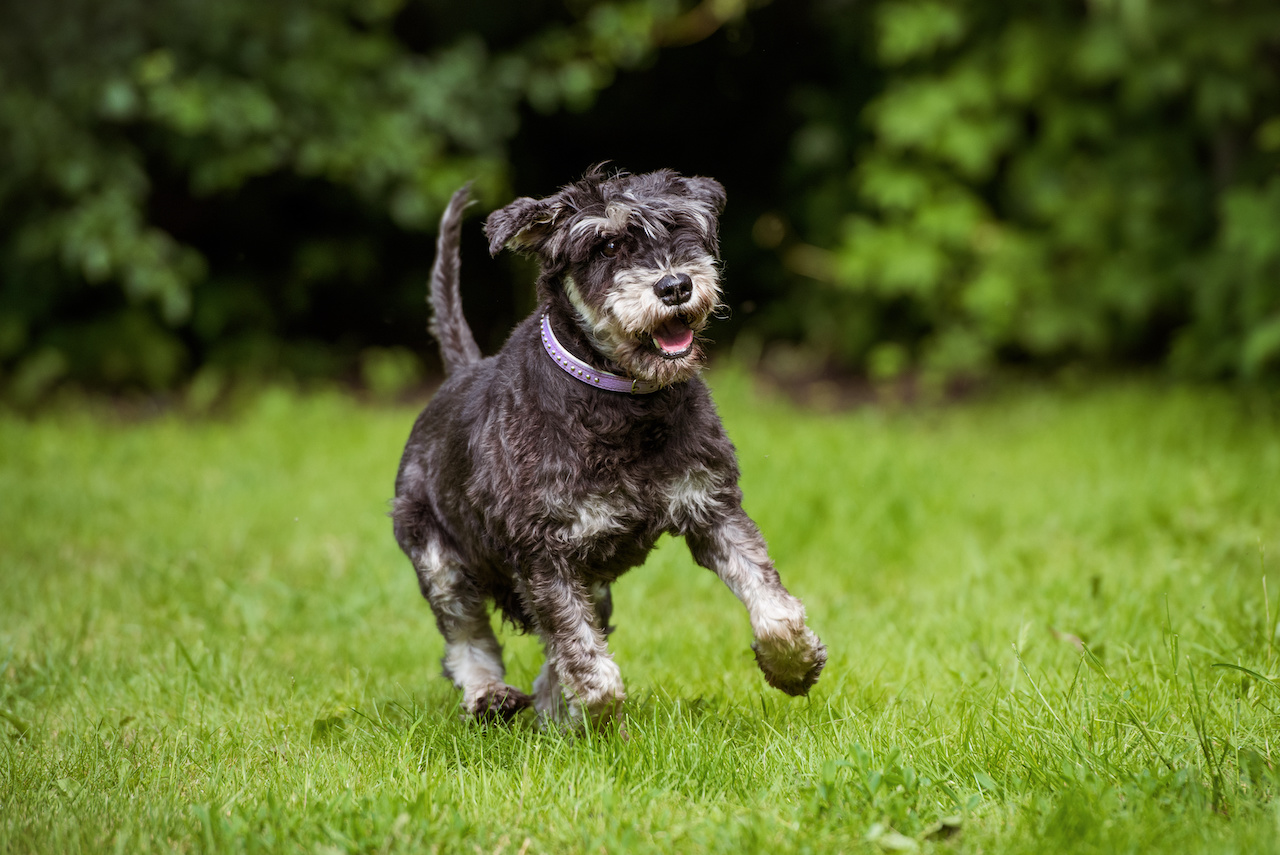 happy old schnauzer dog runs outdoors