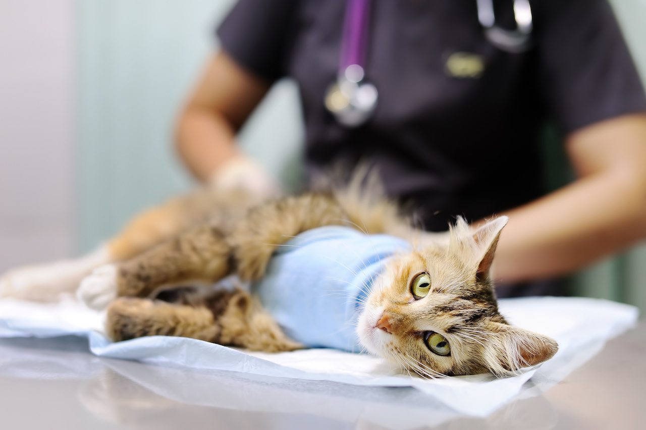 Female veterinary doctor puts the bandage on the cat after surgery. Sterilization for domestic pets